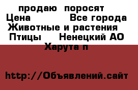 продаю  поросят  › Цена ­ 1 000 - Все города Животные и растения » Птицы   . Ненецкий АО,Харута п.